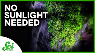The Plants That Live on Artificial Light (and Why That’s Bad)
