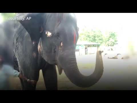 Thekkampatti Elephant Camp: Elephant shows off harmonica-playing skills Video