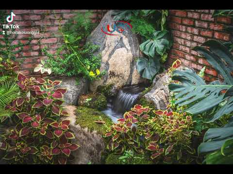 Thiết kế thi công hồ Koi sau nhà