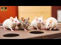 Cat TV Adorable Kitty Action In Stunning 4K HD 60FPS Insane Mouse Hunt For Cats