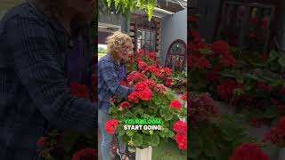 2 tips on growing Geraniums 🌸 #flowers #geraniums #tips #plants #flowers #youtubeshort #gardeners