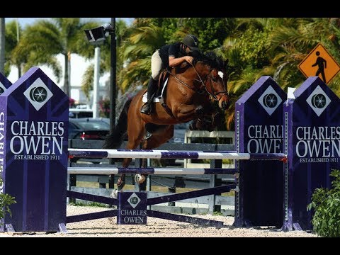 2010 16.3H WB GELDING BY DOUGLAS VDL X CARDENTO VDL