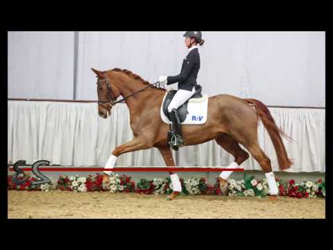 32  Die Fürstin Stute v. Dankeschön - Fürst Piccolo