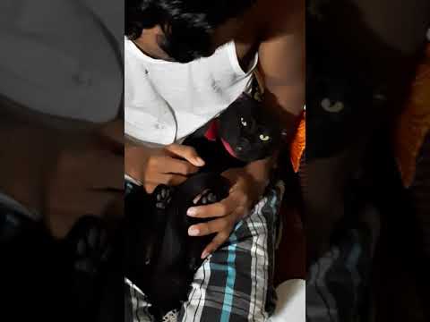 Kalu babu#funny video of cat# black Cat#funny cat#kalu babu#