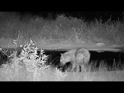 Djuma: Lone Hyena gets a drink from the pan - 20:15 - 06/03/20