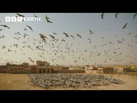 Why Thousands of Cranes Migrate to This Tiny Indian Village | Hidden India | BBC Earth