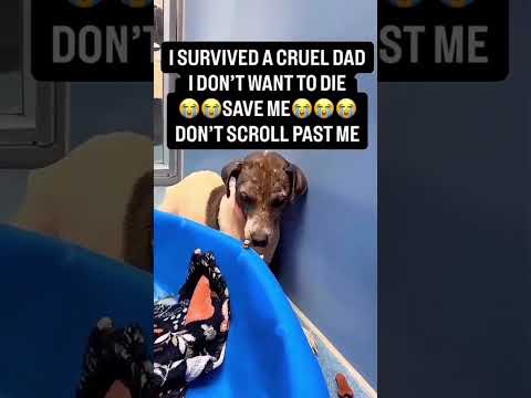 For any help consider donating link in bio to save a stray life in Los Angeles#usashorts#saveladogs