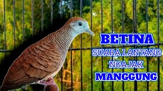 Download lagu Perkutut Betina Memanggil Jantan Suara PALING BERHASIL Memancing Perkutut Jantan Langsung Manggung mp3