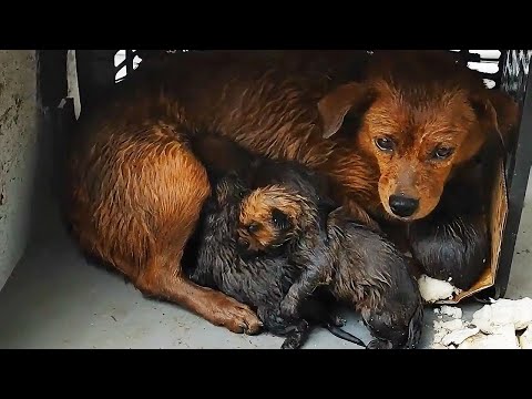 Torrential rain, a stray dog mother signaled me to save her child!