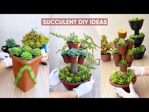 DIY-Ideen für Sukkulenten-Arrangements im Garten: Wunderschöne Pflanzen zum Gestalten