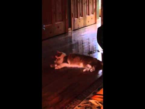 Mosin cat and foil ball 3