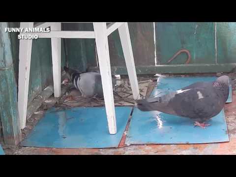 Голуби - Птенцы голубей - Новое яйцо - Голубиная сага - 14 серия