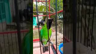 Download lagu CUCAK IJO GACOR MATERI MEWAH TARUNG mp3