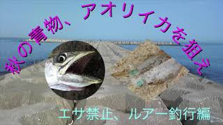 秋の青物、アオリイカを狙え！