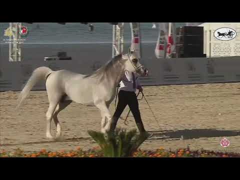 N 498 LVA MAXIMUS   Al Dhafrah Arabian Horse Championship 2021   Stallions 7+ Years Old Class 10C
