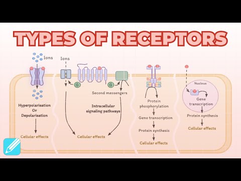 Types of Receptors: Ligand-Gated, GPCRs, Kinase-Linked & Nuclear Receptors | Pharmacology