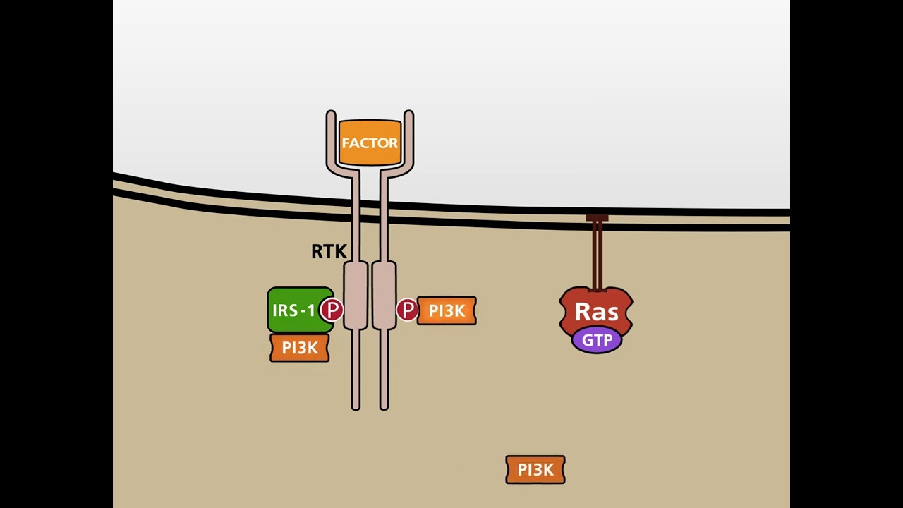 The PI3K/AKT signalling pathway HD