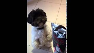 ByBenji Doggie Biltong – The Only Exciting NEW Dog Treat To Feed Your Dog