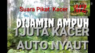 Download lagu Download Suara Pikat Kacer MP3 full isian mp3