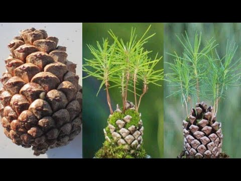 Pine Tree Grow From Seed At Home |  Pine Tree Seeds Growing in Pine Cones