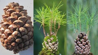 Pine Tree Grow From Seed At Home |  Pine Tree Seeds Growing in Pine Cones