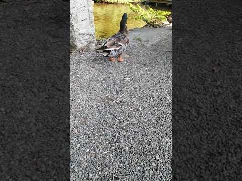 アヒルと野生のアヒルの好きな食べ物は何ですか?どれを避けるべきでしょうか?  庭園