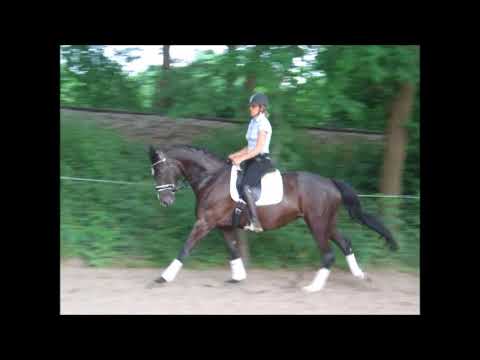 SISSI 5j. Hann. v. Surprice - Raphael - VB 9.000,- Euro -