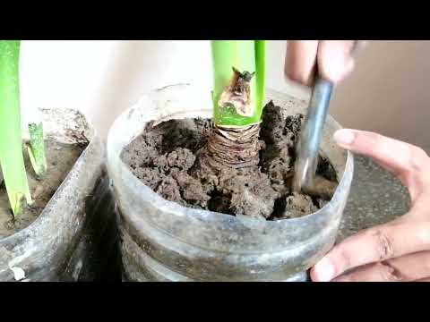 Getting AMARYLLIS ready to flower || Fertilize Amaryllis Bulbs || DAP