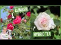 Beginners Guide to Rose Varieties | Different Types Of Roses