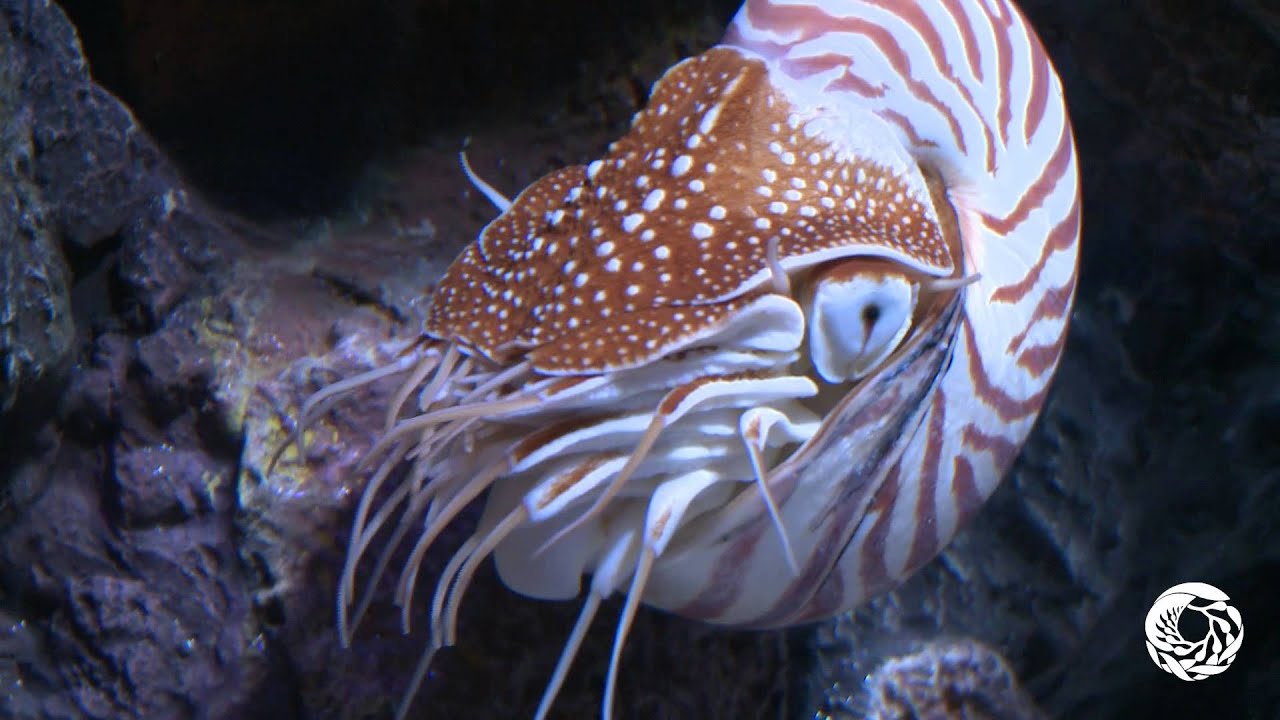 Chambered nautilus | Animals | Monterey Bay Aquarium