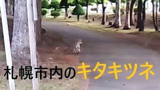 札幌市内に出没するキタキツネ　平岸霊園