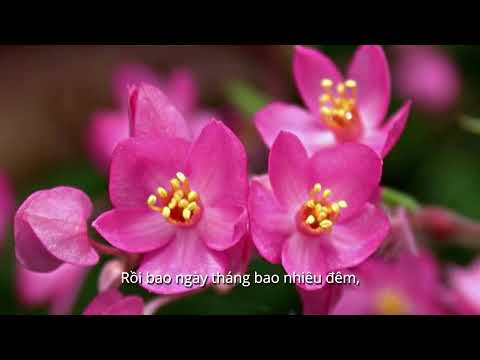 Màu hoa tigon - Ngọc Quy