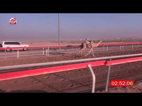  ش 9 (دهام) لـ احمد خلفان بن موسى الهاملي 4:45:35 ، مهرجان العين 2026/07/07 لقايا الوقن