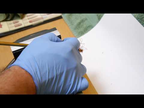 Lead removal / cleaning a barrel fast & simple