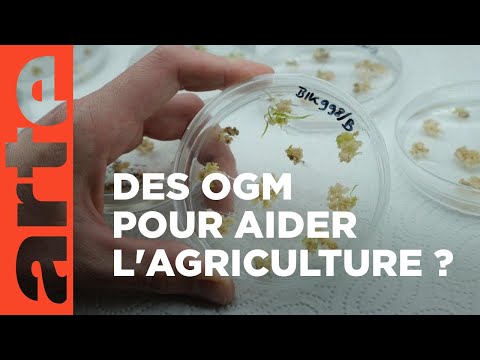 Agriculture : a-t-on besoin des nouveaux OGM ? | ARTE Décryptages