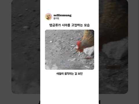 맹금류가 '시야'를 고정하는 모습