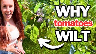 Plant Drooping? Here’s the Fastest Way to Fix It!