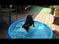 America S Funniest Home Videos AFV Season 33 Episode 03 Dizzy Shepsky Full Video 1