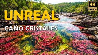 Caño Cristales: Colombia's Hidden Wonder | Why Is Caño Cristales River Different Colors