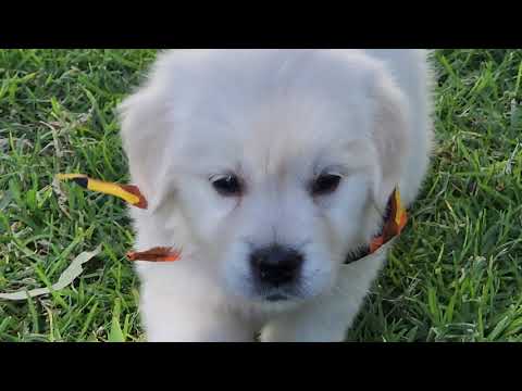 Annette and Jett's Cream Golden Retriever Puppy Playdate