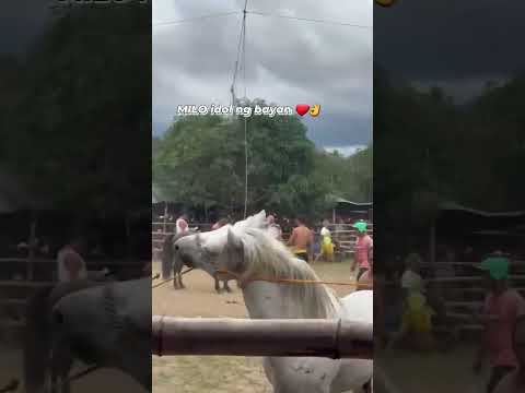 MILO  ng tacul magsaysay DDS 🐎🔥 #shortvideo #horseshoe #horse #suscribemychannel