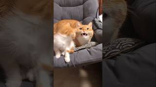 #cat #cute #catvideo #cutecat #funnyvideo #funny #pets