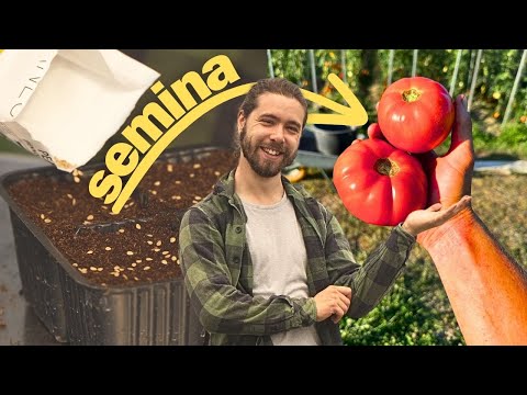 POMODORI dalla SEMINA alla RACCOLTA: Tutto quello che Devi Sapere!