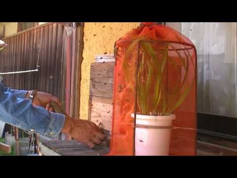 bee★Cymbidium floribundum kinryouhen attracts Japanese honeybees