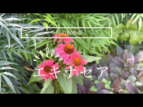 美しい青い花をより効果的に活用するには、セアノサスをいつ、どのように植えればよいでしょうか?  庭園