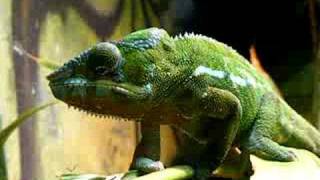 preview picture of video 'Philadelphia Zoo Panther Chameleon Up Close'