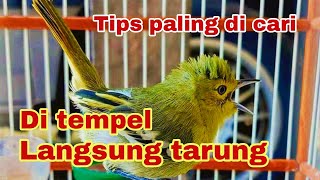 Download lagu How to increase the mental of a sirtu bird so that it fights when attached mp3 Download lagu How to increase the mental of a sirtu bird so that it fights when attached mp3