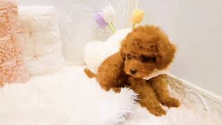 トイプードルの動画01