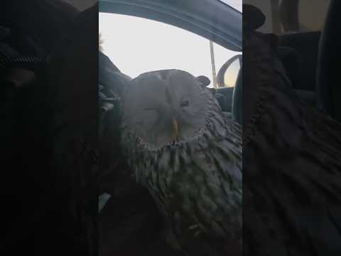 Aldım Falan Ama Napcam Bununla Ben.. #shorts