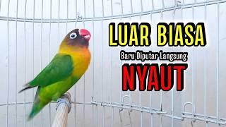 Download lagu Lovebird GACOR Ngekek Panjang Memancing BUNYI, Sekali Diputar Lovebird manapun langsung NYAUT mp3